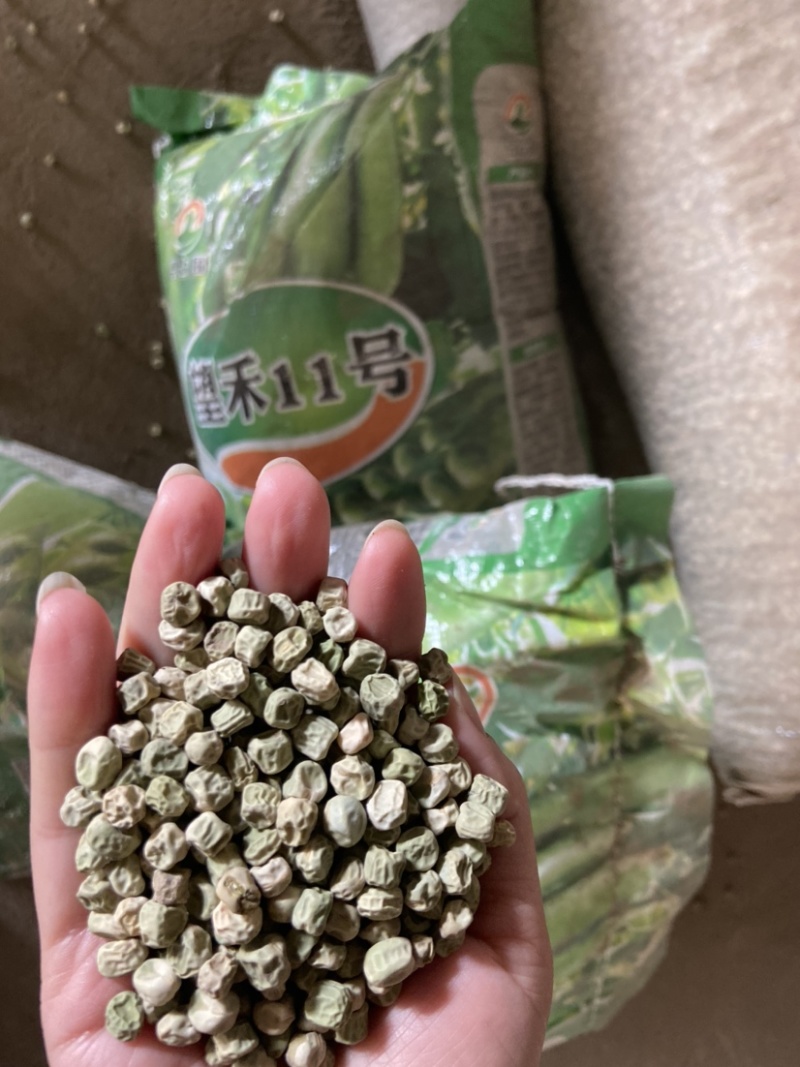 双十一豌豆种双花双角十一豆高产优质皮薄色绿豌豆