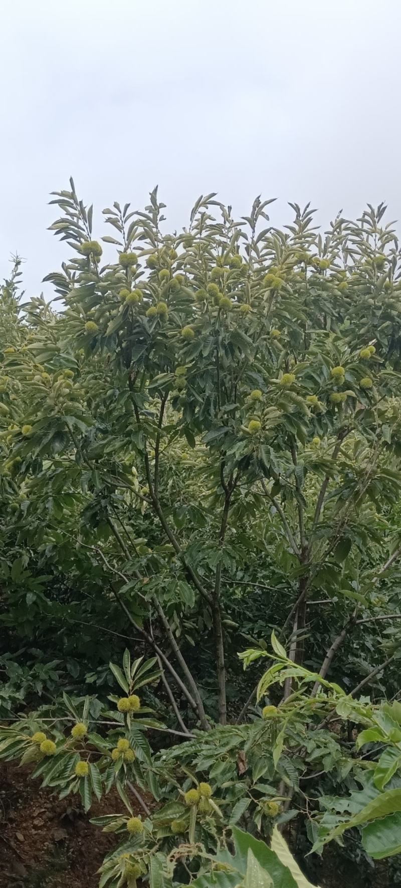 泰山板栗