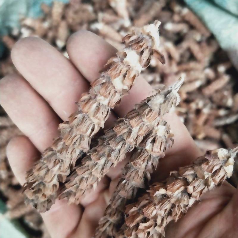 夏枯球，药房品质，人工甄选，质量保证。欢迎各位批发零售。