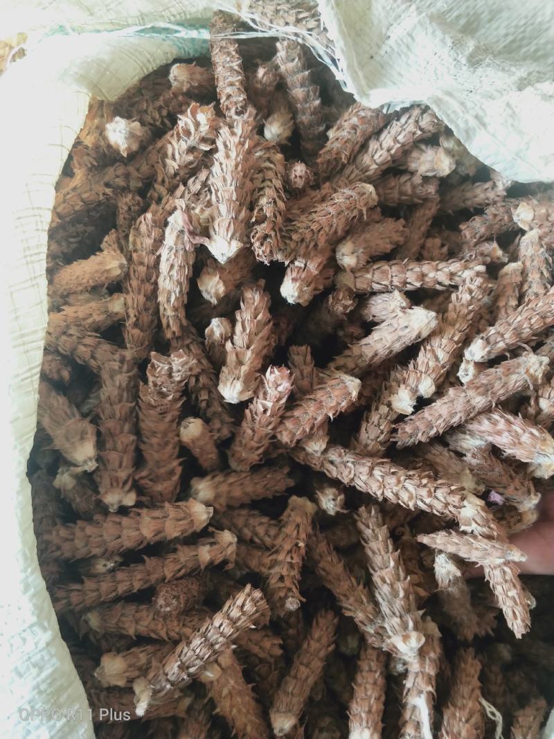 夏枯球，药房品质，人工甄选，质量保证。欢迎各位批发零售。