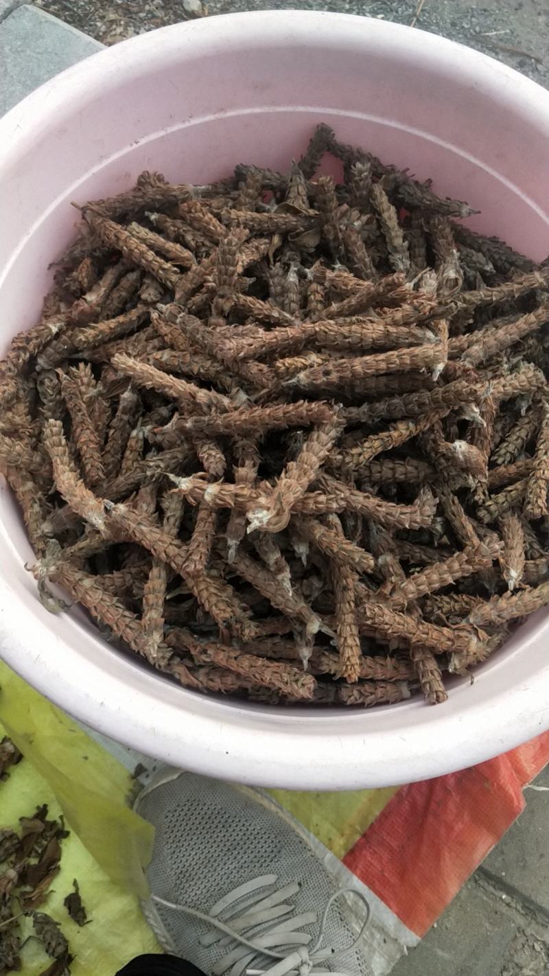 夏枯球，药房品质，人工甄选，质量保证。欢迎各位批发零售。
