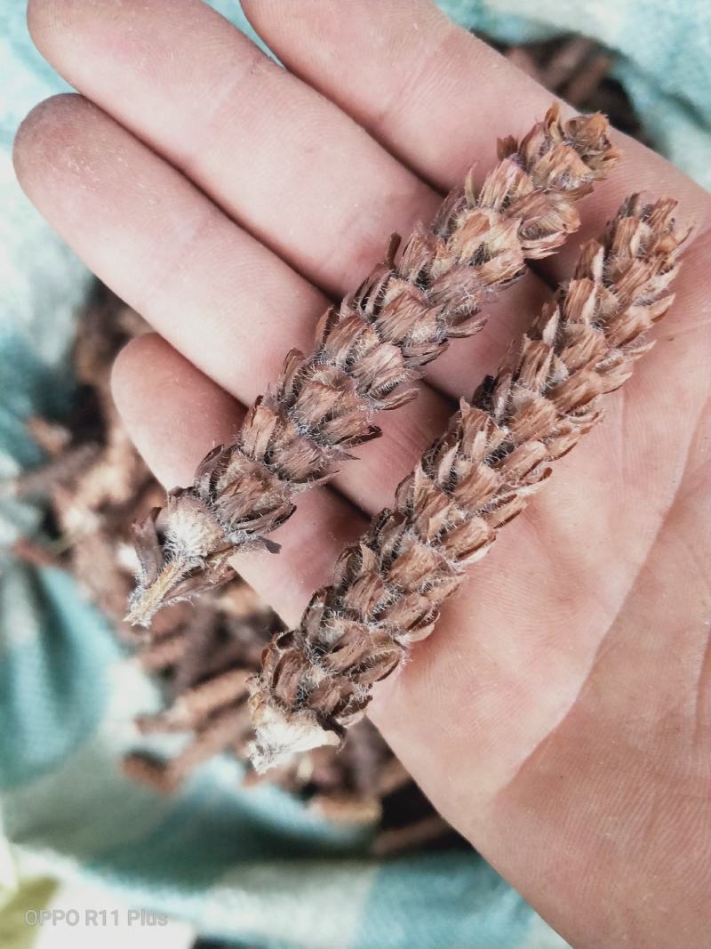 夏枯球，药房品质，人工甄选，质量保证。欢迎各位批发零售。