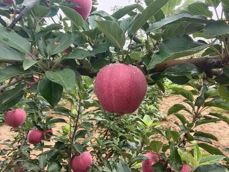 陕西渭南白水苹果纸袋红星，洼里红苹果上市诚信共赢