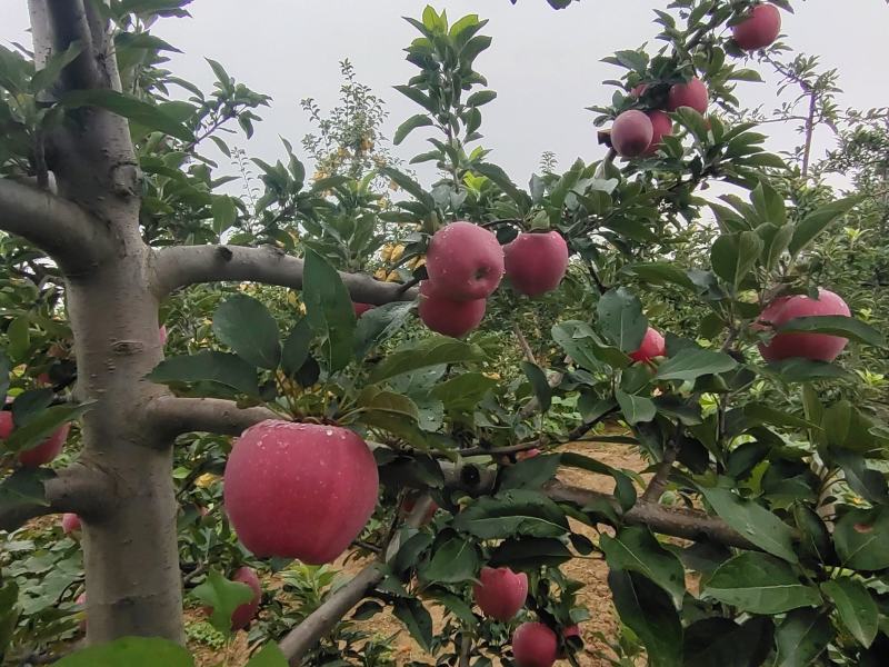 陕西渭南白水苹果纸袋红星，洼里红苹果上市诚信共赢