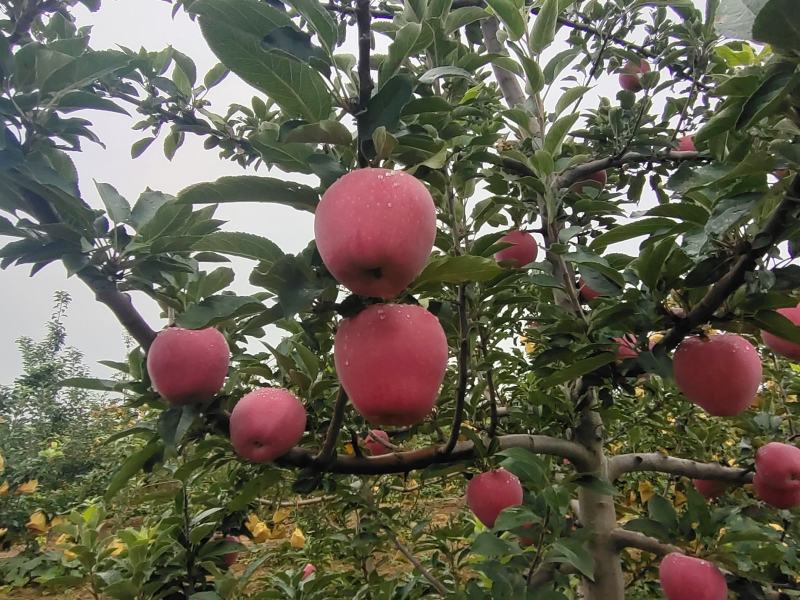 陕西渭南白水苹果纸袋红星，洼里红苹果上市诚信共赢