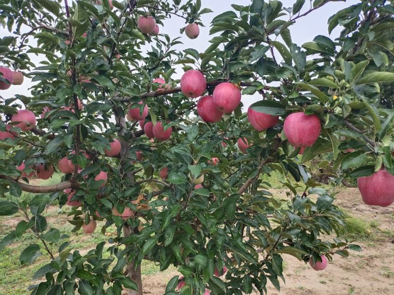 陕西渭南白水苹果纸袋红星，洼里红苹果上市诚信共赢