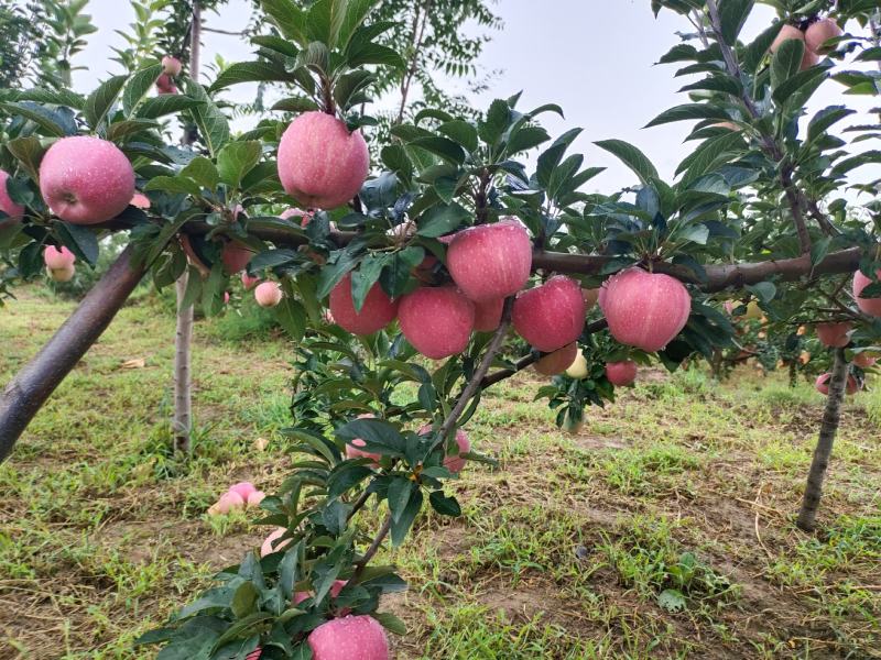 陕西渭南白水苹果纸袋红星，洼里红苹果上市诚信共赢
