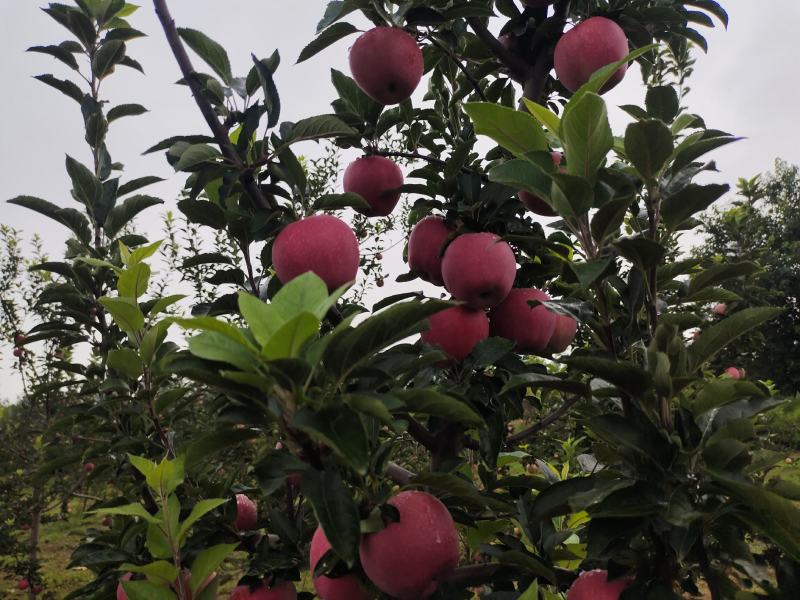 陕西渭南白水苹果纸袋红星，洼里红苹果上市诚信共赢