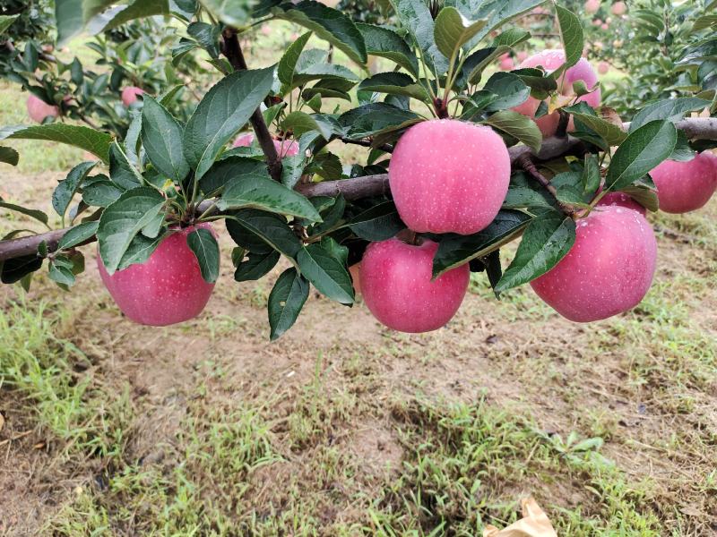 陕西渭南白水苹果纸袋红星，洼里红苹果上市诚信共赢