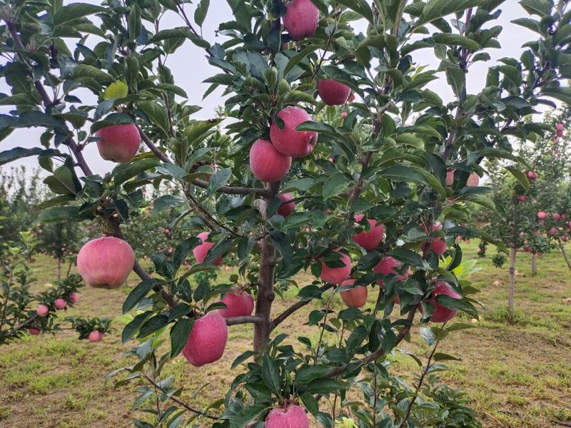 陕西渭南白水苹果纸袋红星，洼里红苹果上市诚信共赢