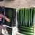 黄瓜品种多，绿亮，黑亮，诚信合作莘县百万亩大棚已上市中。