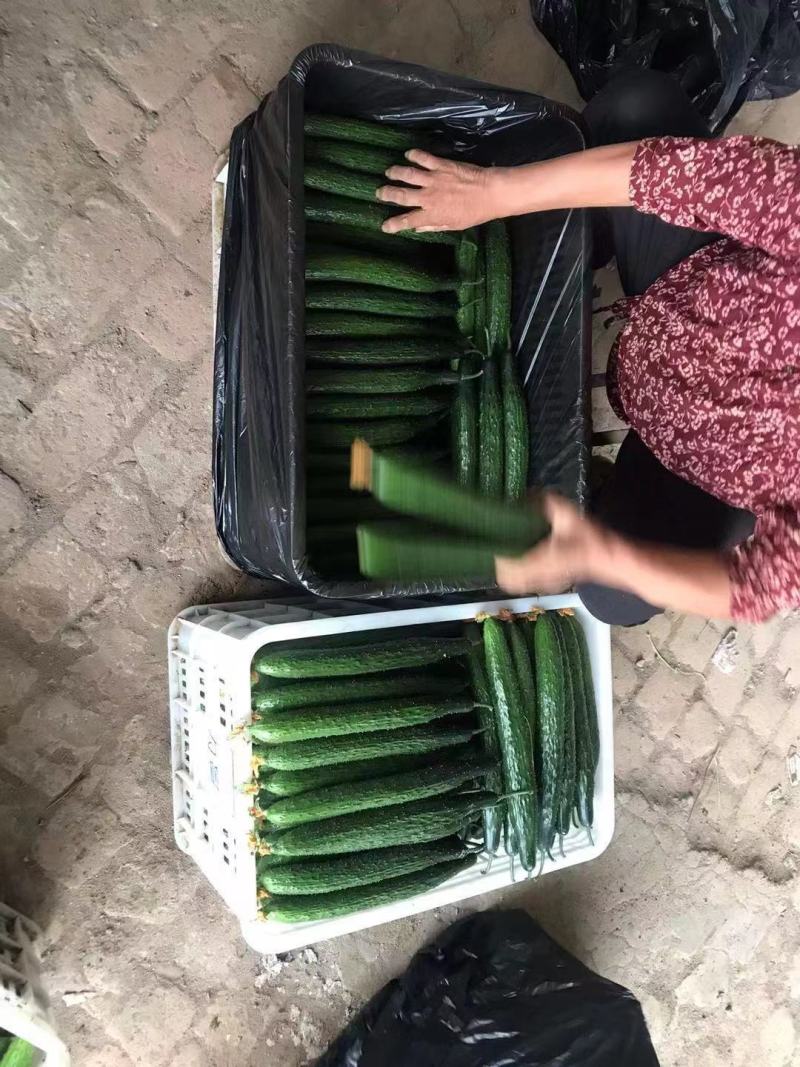 黄瓜品种多，绿亮，黑亮，诚信合作莘县百万亩大棚已上市中。