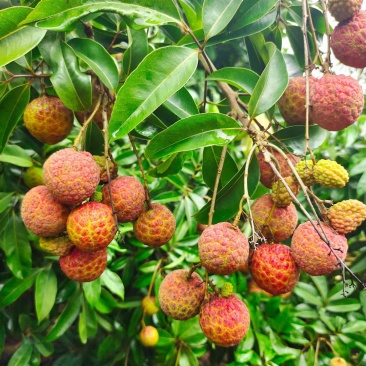金鸡红荔枝