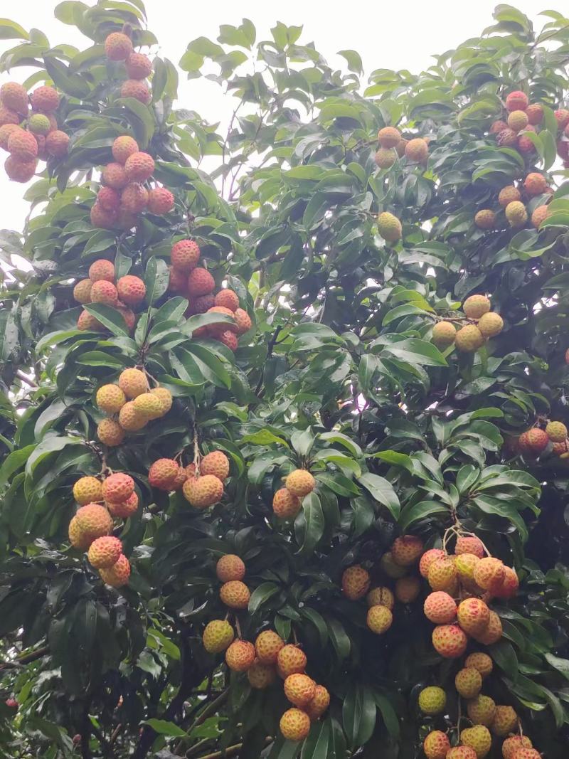 金鸡红荔枝