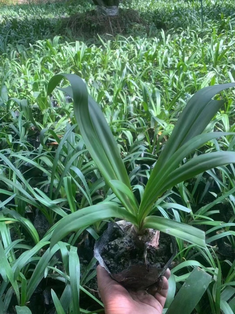 出售百子莲，精品百子莲。