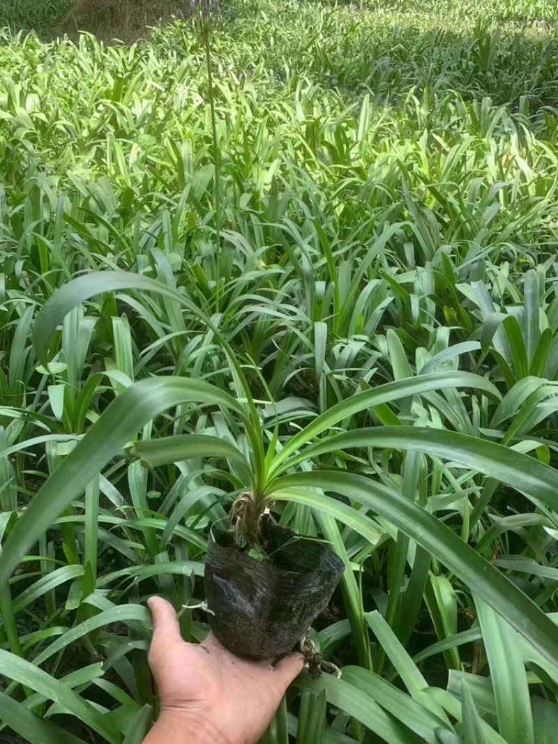 出售百子莲，精品百子莲。