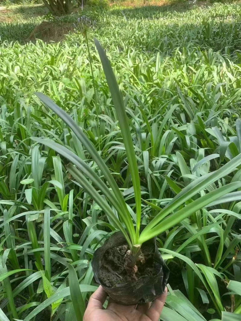 出售百子莲，精品百子莲。