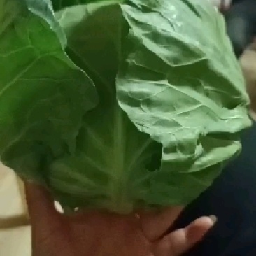 甘蓝