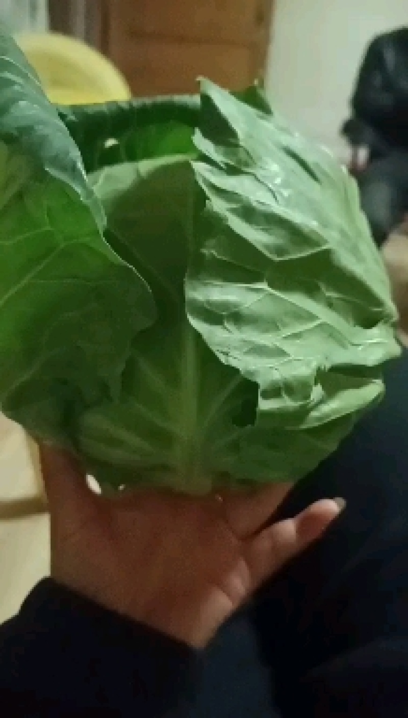 甘蓝