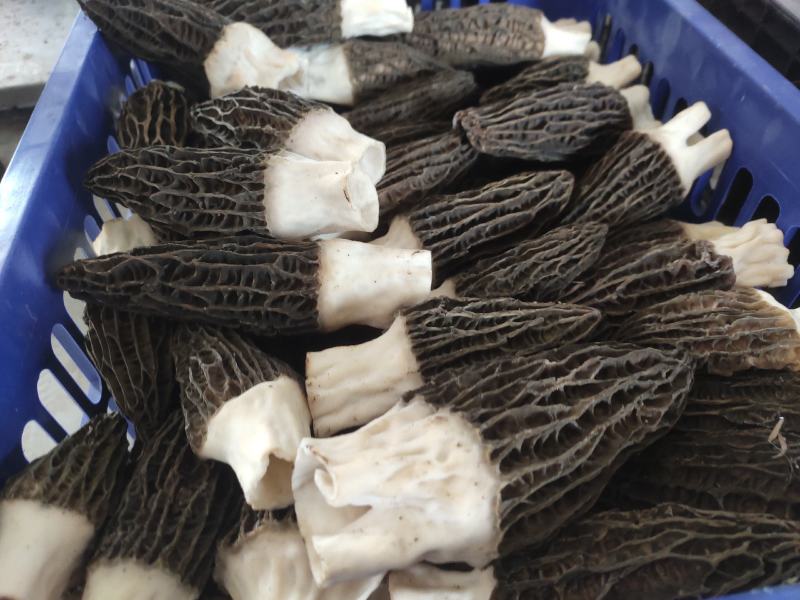 六妹系列羊肚菌羊肚菌菌种营养袋产品包回收
