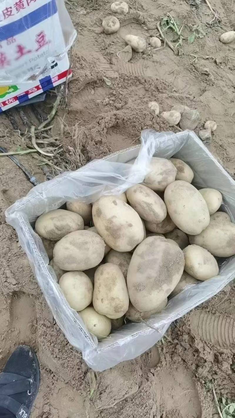 陕北榆林市定边县纯沙地土豆基地直供沃土土豆