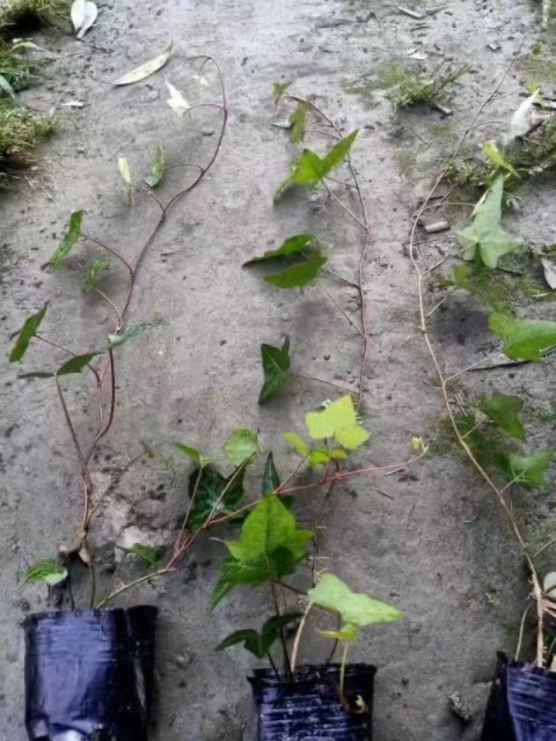 出售爬山虎，爬山虎小杯苗，长青藤