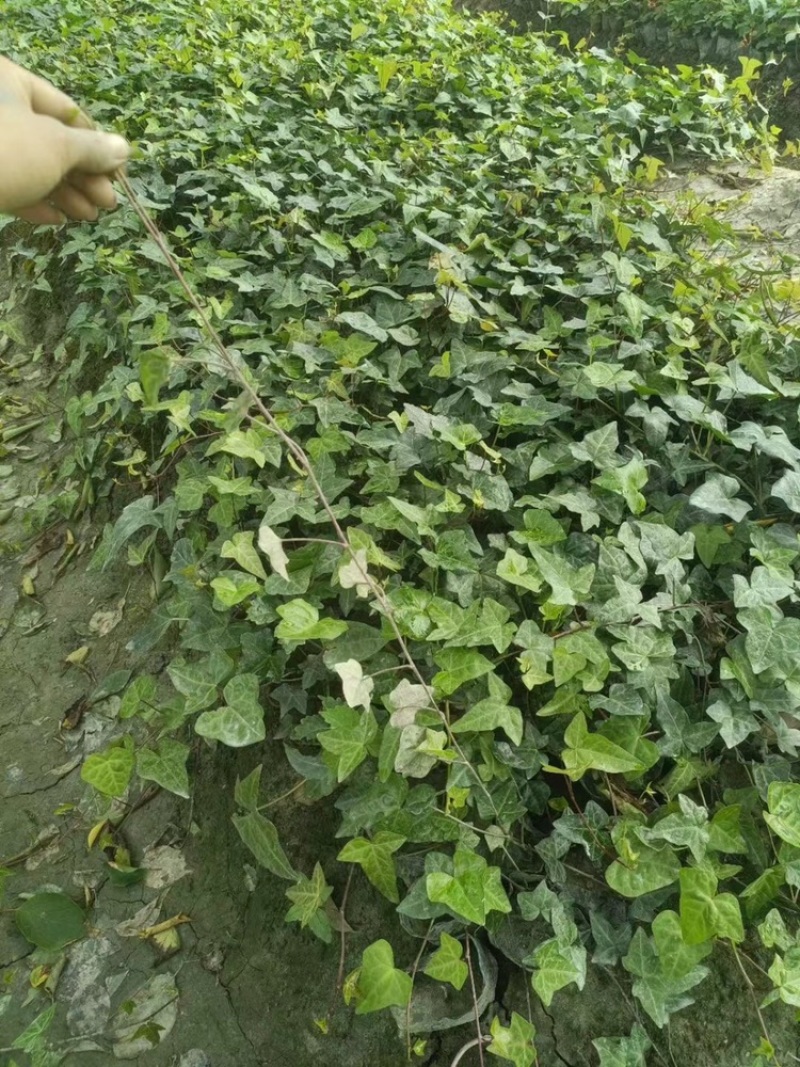 出售爬山虎，爬山虎小杯苗，长青藤