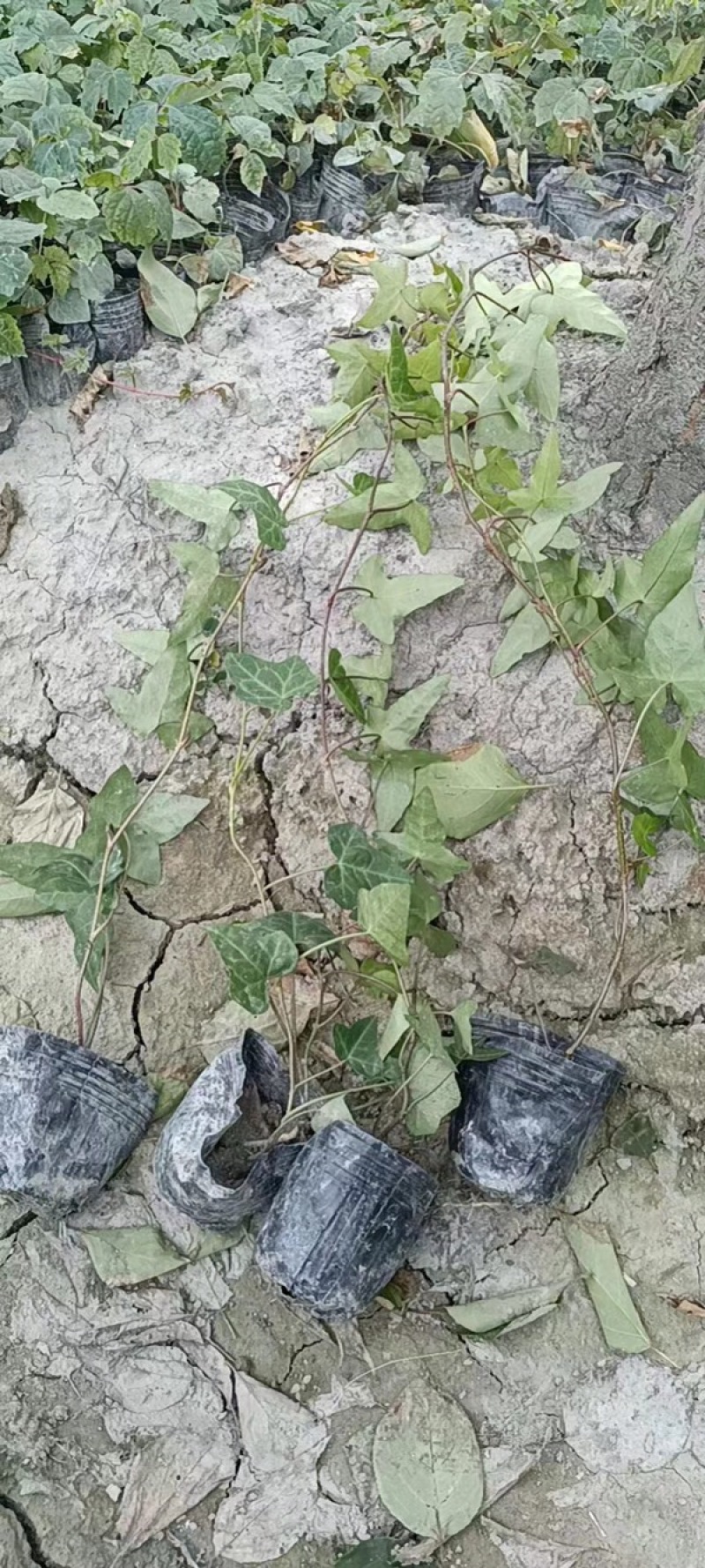 出售爬山虎，爬山虎小杯苗，长青藤