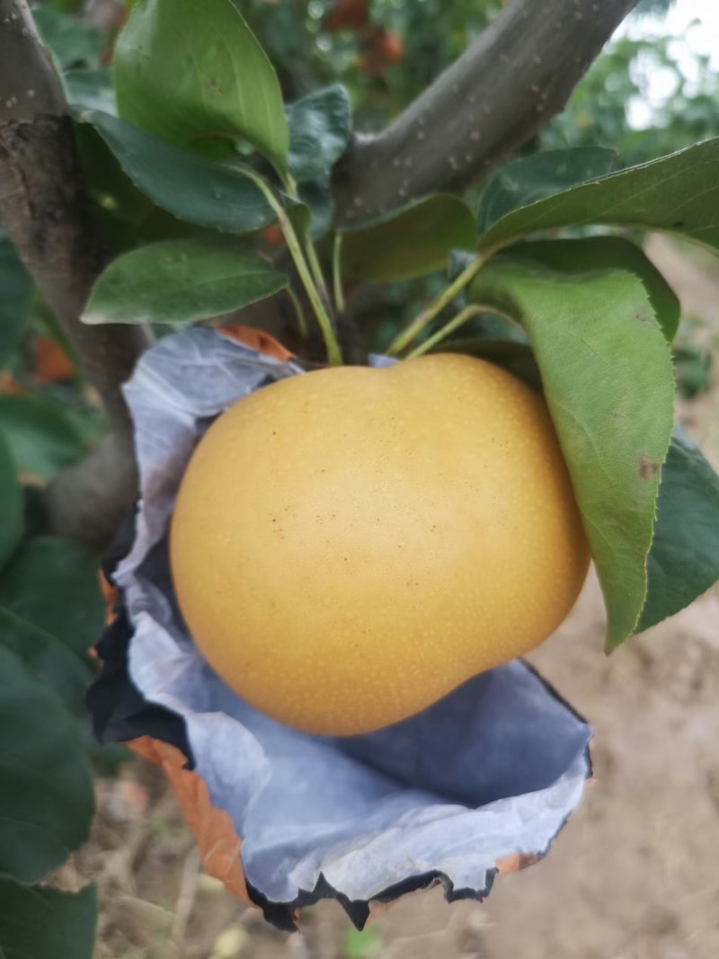 大量出售精品秋月梨，产地直供，可提供冷库保鲜，各种礼盒包