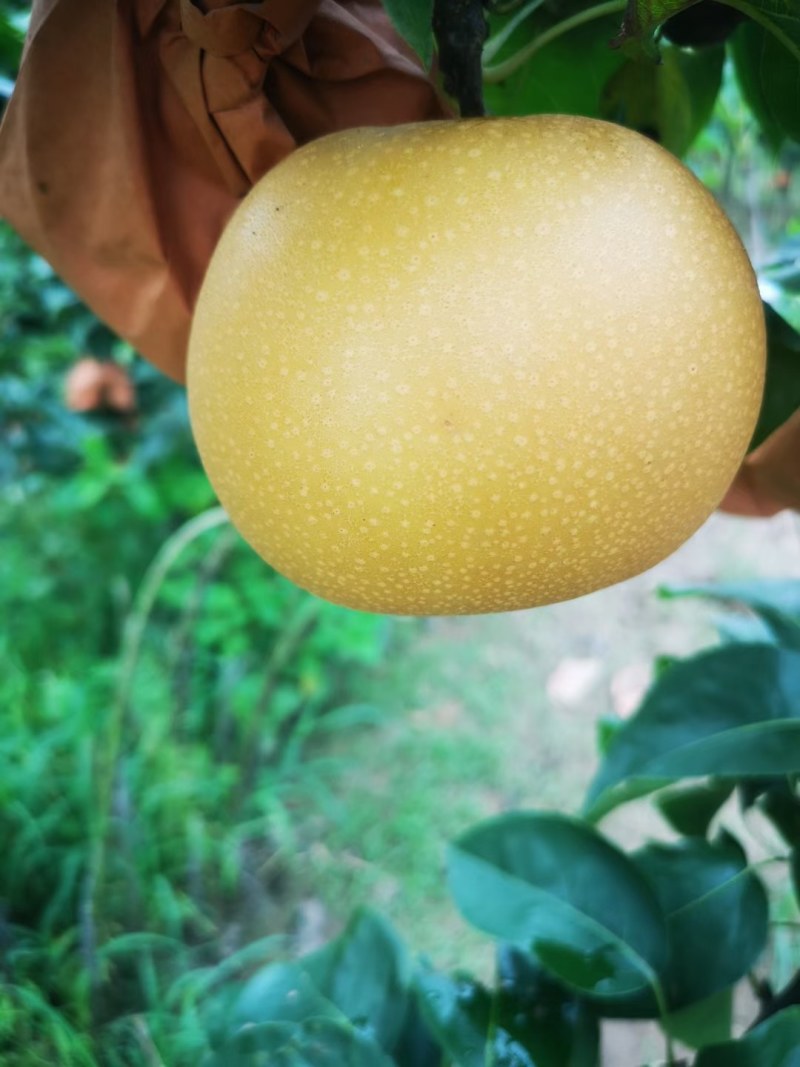 大量出售精品秋月梨，产地直供，可提供冷库保鲜，各种礼盒包