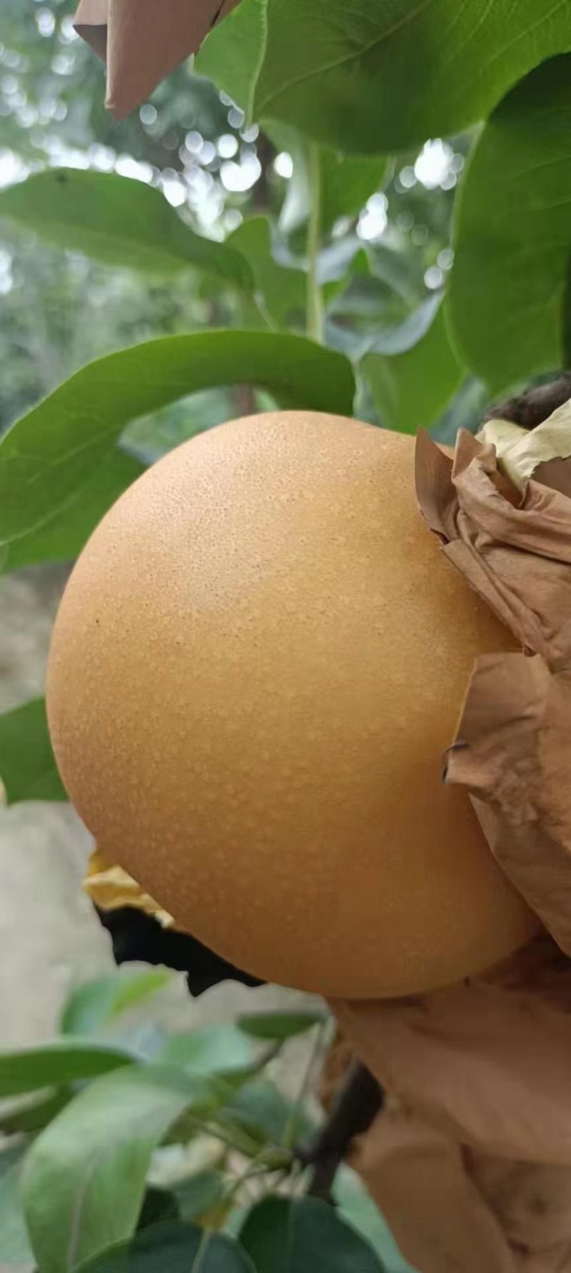 大量出售精品秋月梨，产地直供，可提供冷库保鲜，各种礼盒包