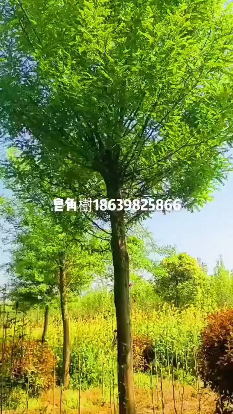 皂角树，皂角苗，常年销售各种规格皂角树，