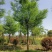 皂角树，皂角苗，常年销售各种规格皂角树，