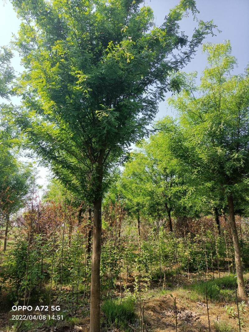 皂角树，皂角苗，常年销售各种规格皂角树，