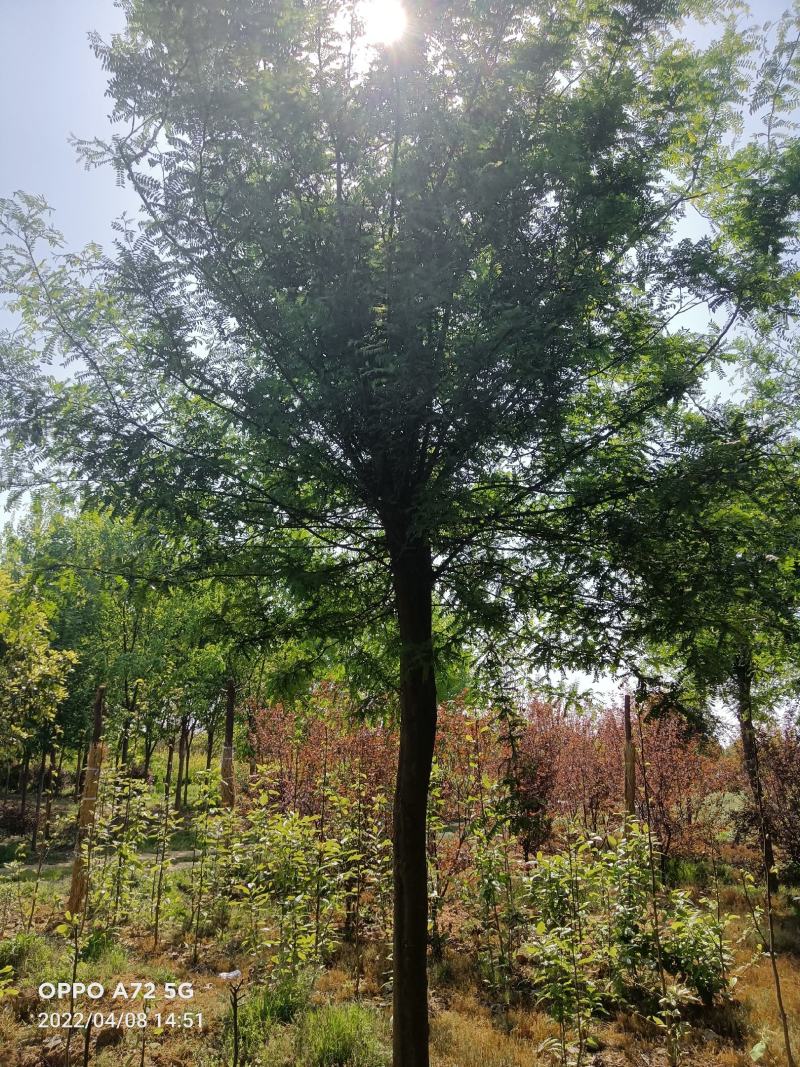 皂角树，皂角苗，常年销售各种规格皂角树，