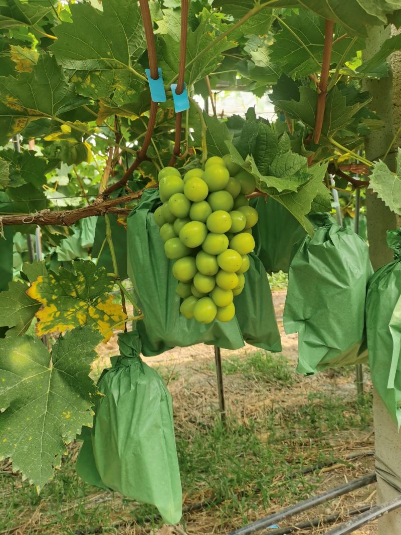 兴化巨全果业阳光玫瑰葡萄上市中