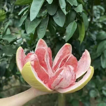 三红柚批发