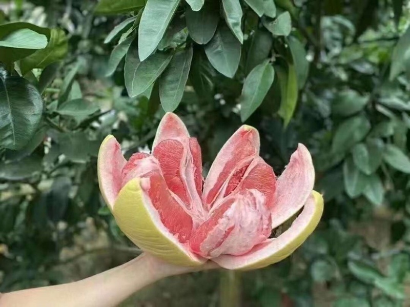 三红柚批发
