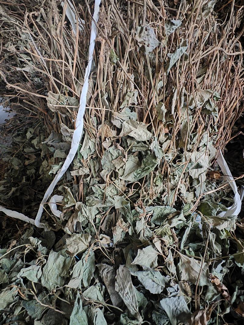 鱼腥草，干鱼腥草物美价廉