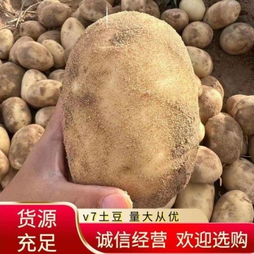 陕北榆林市定边县纯沙地土豆基地直供v7土豆