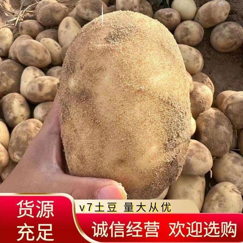 陕北榆林市定边县纯沙地土豆基地直供v7土豆