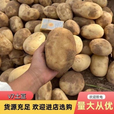陕北榆林市定边县纯沙地土豆基地直供v7土豆