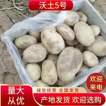 陕北榆林市定边县纯沙地土豆基地直供沃土土豆