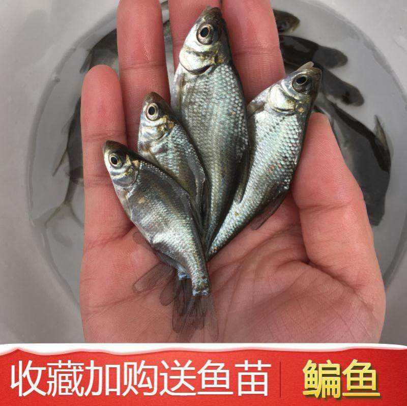 【热卖】武昌鱼苗，基地孵化，渔场发货，包成活提供技术指导