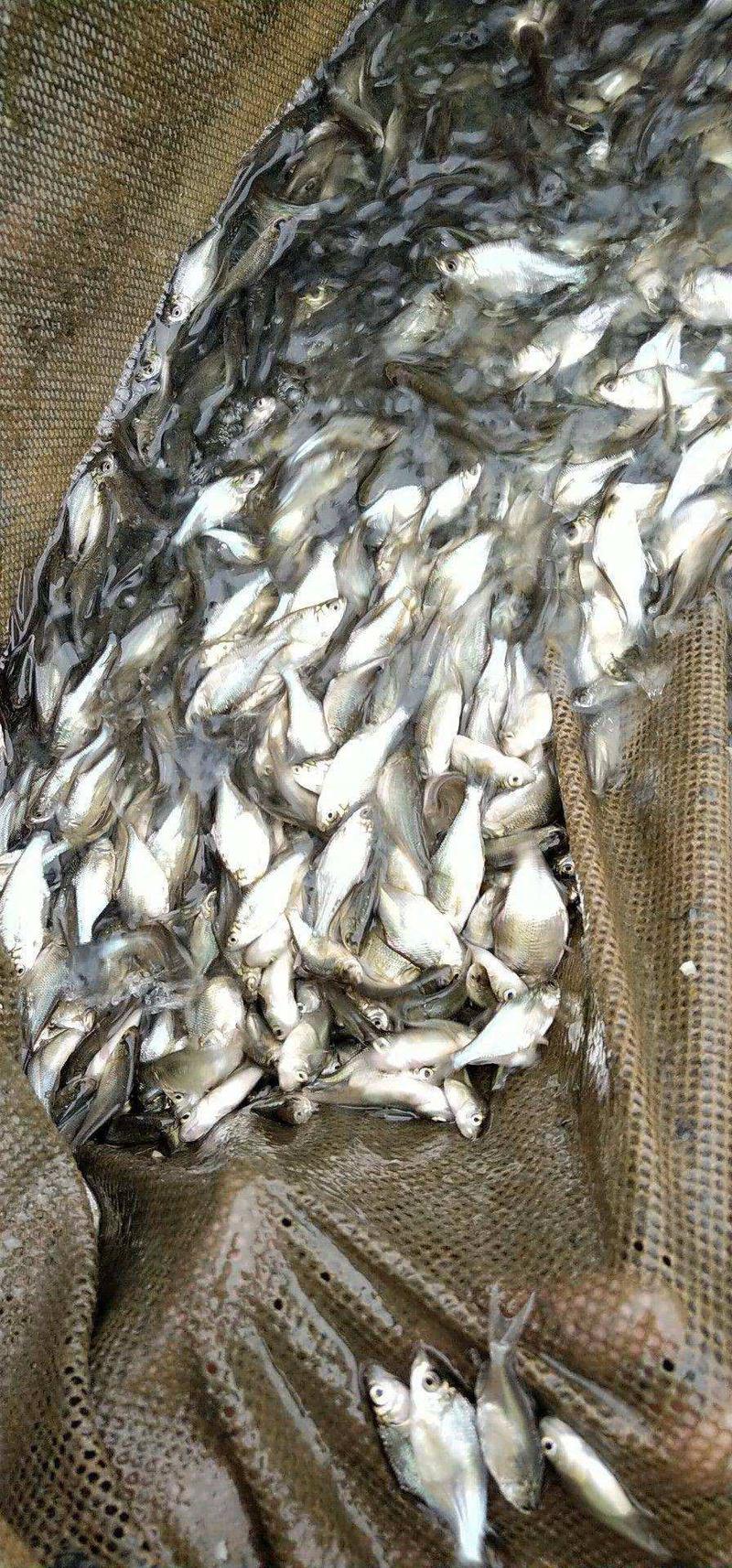 【热卖】武昌鱼苗，基地孵化，渔场发货，包成活提供技术指导