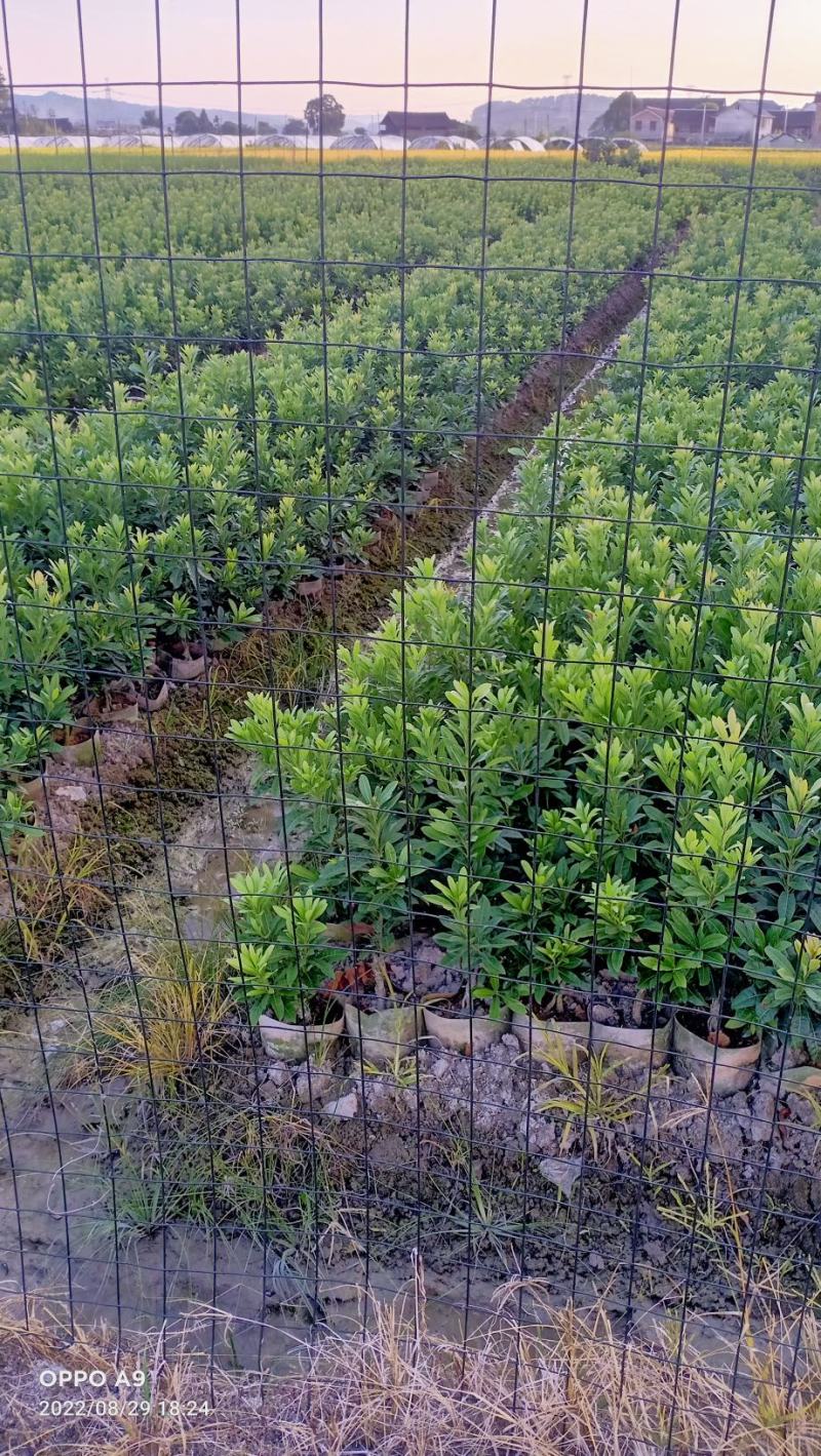 带杯杨梅苗