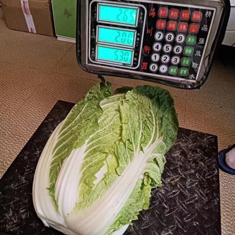 湖北大白菜，产的直发，一手货源，欢迎各位老板前来咨询