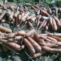 出售大量胡萝卜，自家种的，一手货源，产量大！
