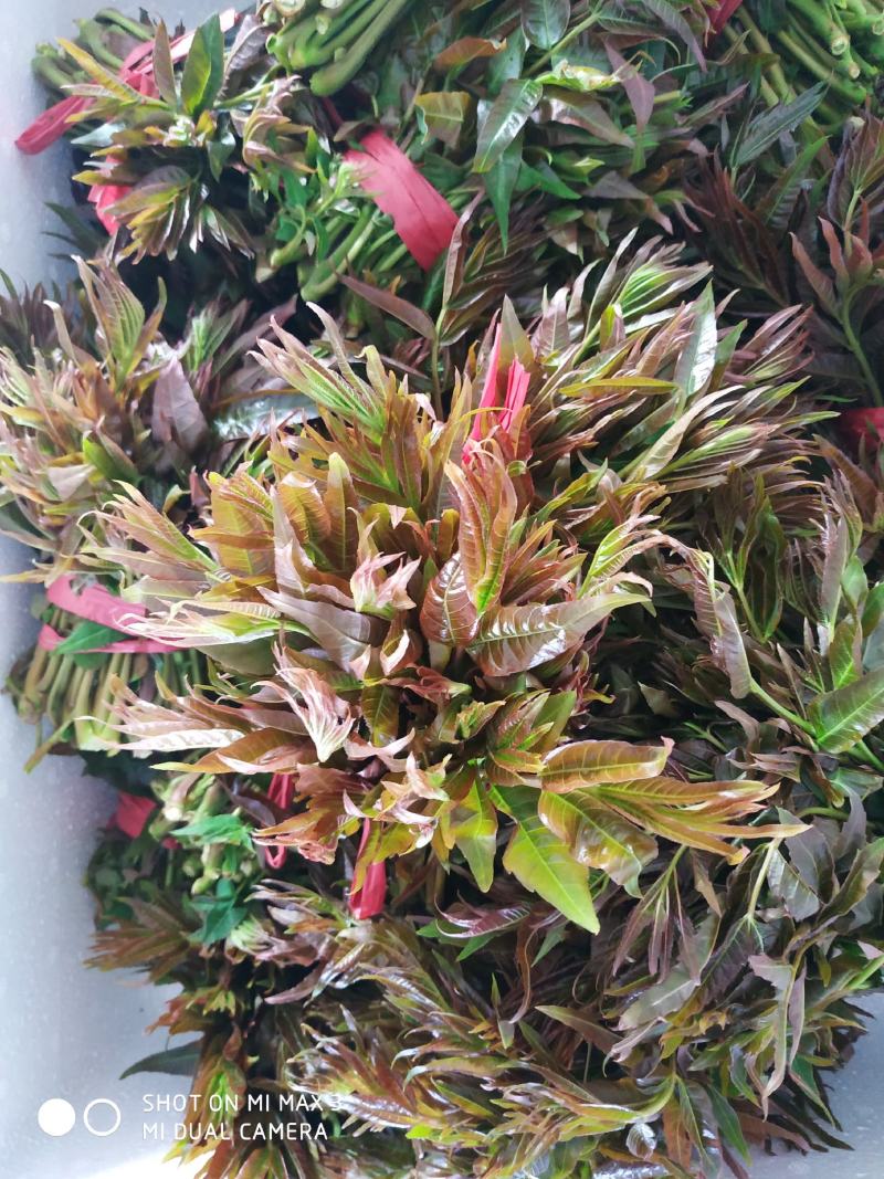 鸡冠红红油香椿大棚反季节种植开始了，树苗大量供应中