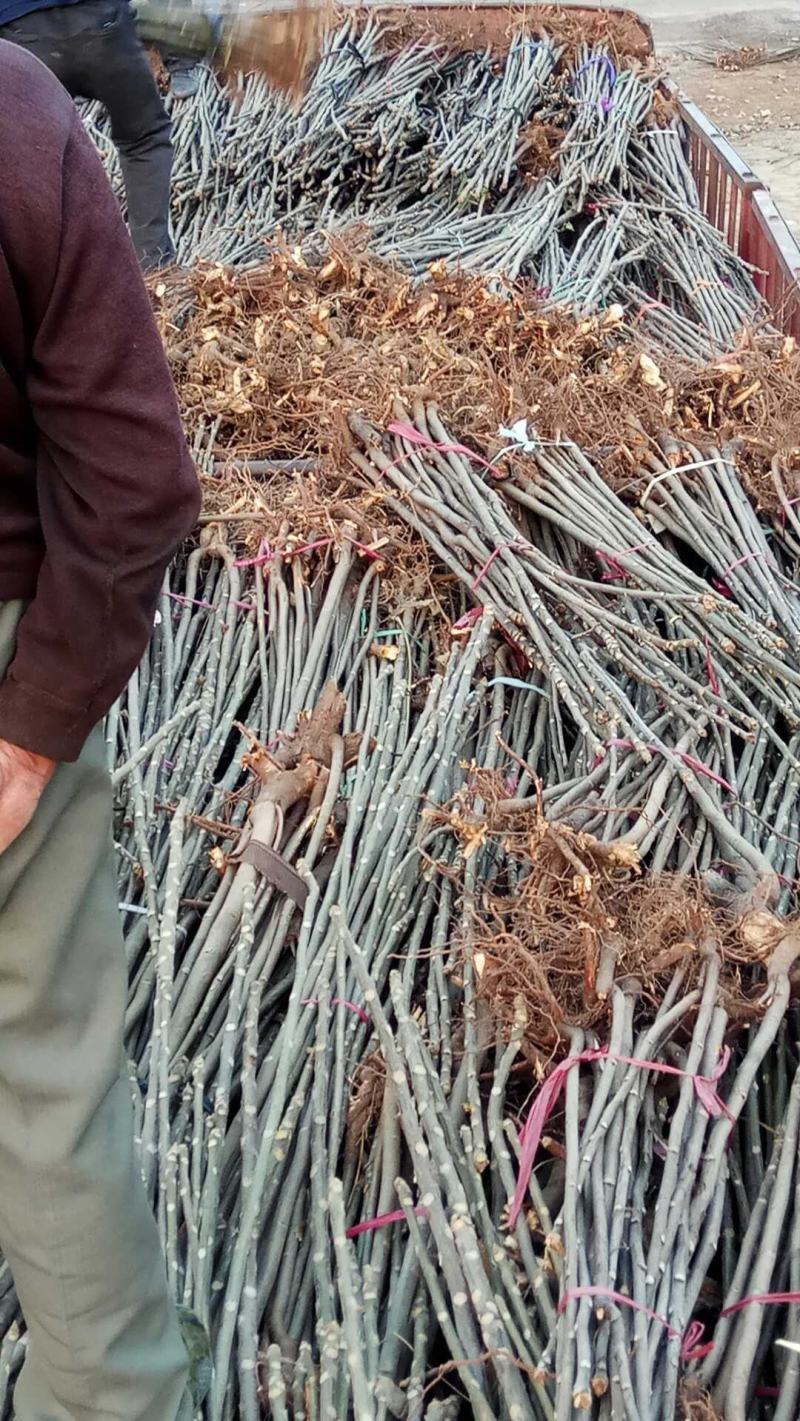 鸡冠红红油香椿大棚反季节种植开始了，树苗大量供应中